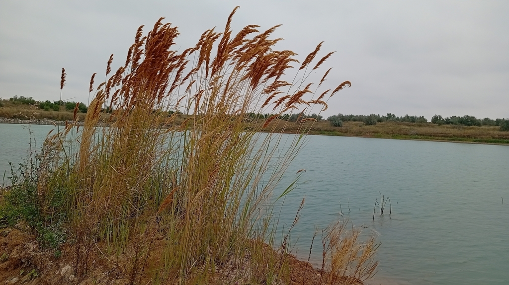 Calamagrostis epigejos; photograph author not stated, no rights reserved