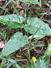 Leichhardtia rostrata