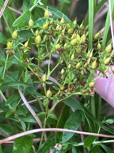 creeping St. John's-wort
