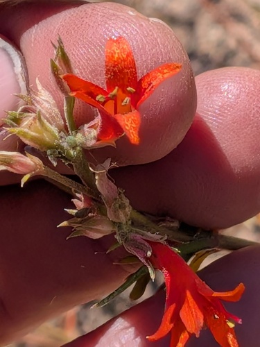 Scarlet Gilia
