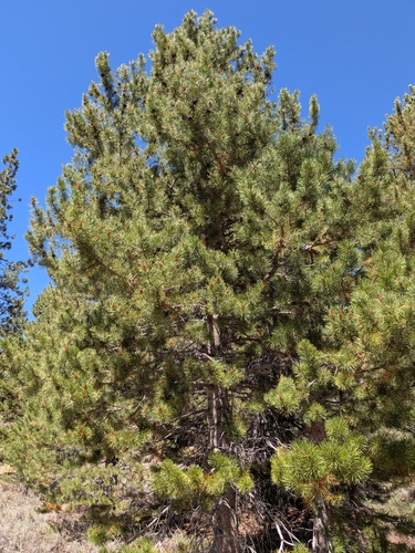 lodgepole pine