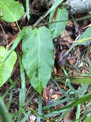 Leichhardtia rostrata