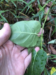 Leichhardtia rostrata
