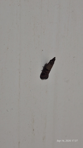 Indian-Meal Moth