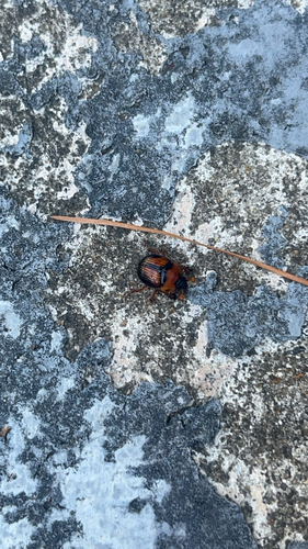 Fancy Dung Beetle