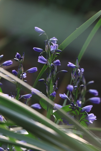 Pontederia korsakowii, 2026-09-13