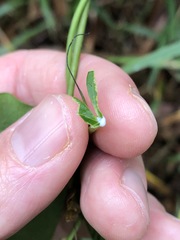 Leichhardtia rostrata