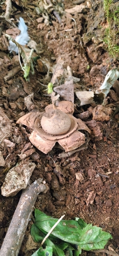 Collared Earthstar