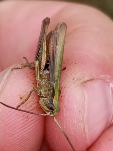 Steppe Grasshopper