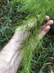 Caustis blakei
