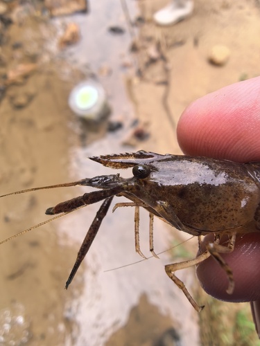 Macrobrachium fukienense