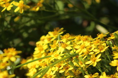 Syritta flaviventris