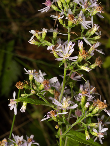 Common Blue Wood Aster