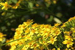 Syritta flaviventris