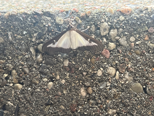 Box Tree Moth