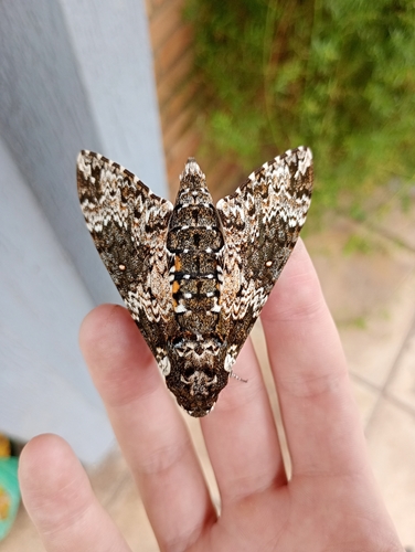 Rustic Sphinx