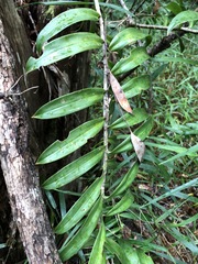Freycinetia scandens