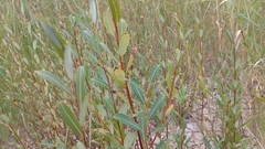 Salix triandra
