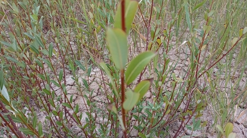 Salix triandra, photograph 1