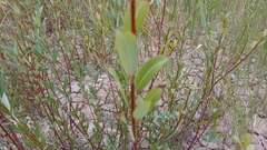 Salix triandra, photograph author not stated, no rights reserved