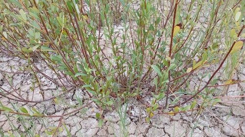 Salix triandra, photograph 2