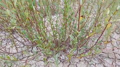 Salix triandra, photograph author not stated, no rights reserved