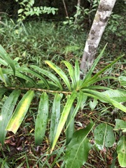 Freycinetia scandens