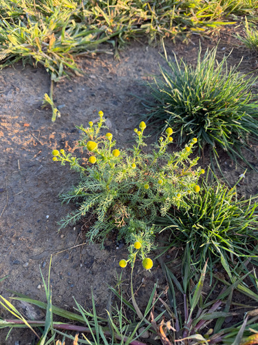 pineapple-weed