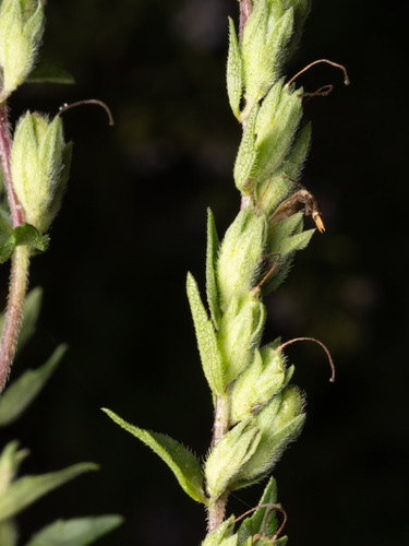 Red Odontites
