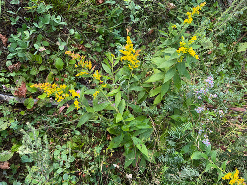 common wrinkle-leaved goldenrod