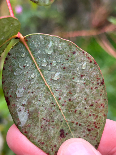 Australian Eucalyptus Leafgall Wasp