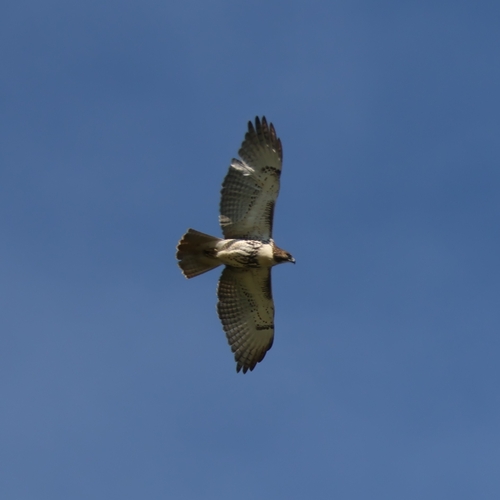 Red-tailed Hawk