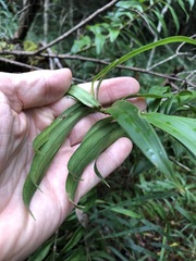 Freycinetia scandens