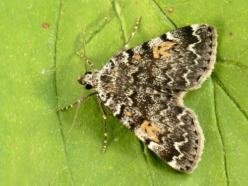 Idia calvaria