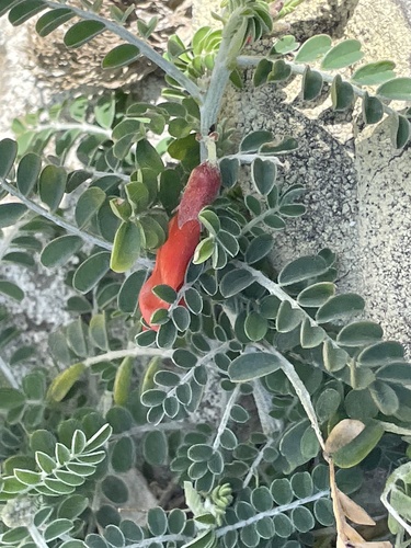 Lessertia frutescens, photograph 3