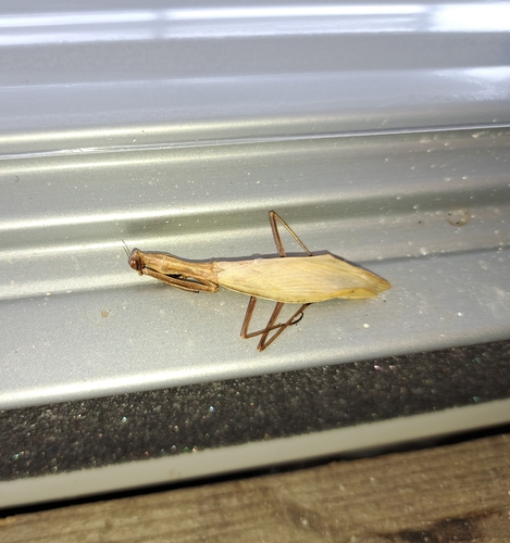 European Mantis