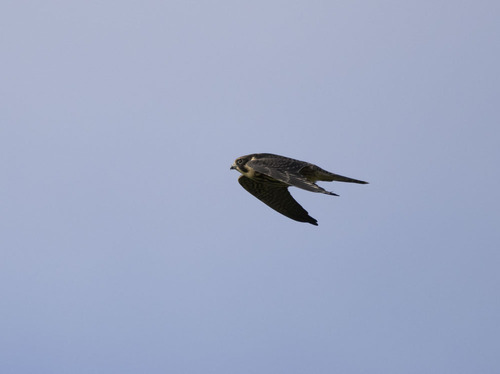 Eurasian Hobby