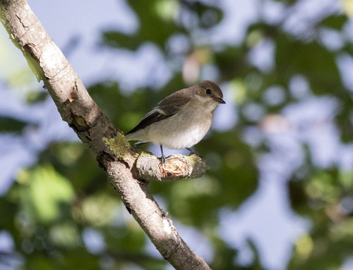 European Pied Flycatcher