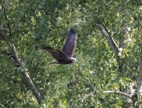 Western Marsh Harrier