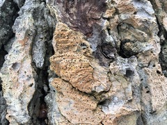 Lecanora circumborealis