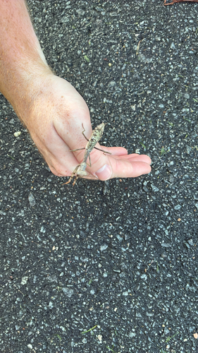 Carolina Mantis
