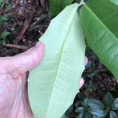 Wilkiea macrophylla