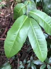 Wilkiea macrophylla
