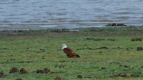 Brahminy Kite