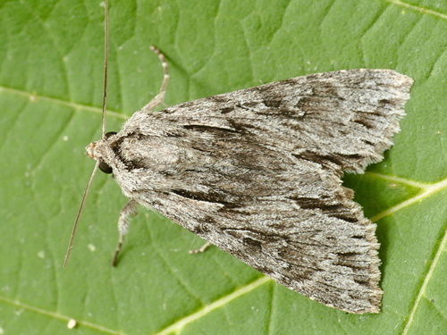 Auchmis detersa
