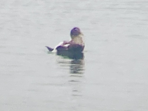 Common Eider