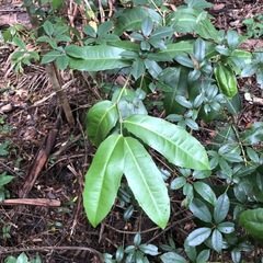 Wilkiea macrophylla