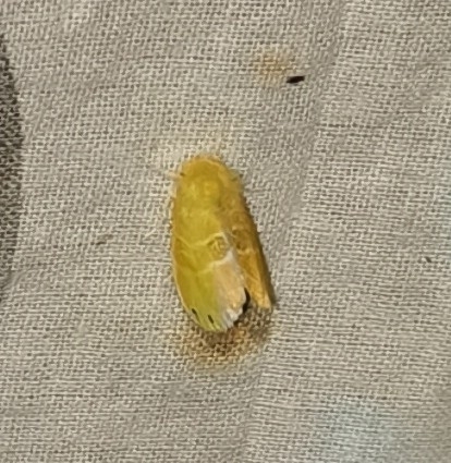 Artaxa guttata