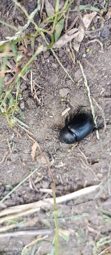 Pentodon idiota