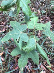 Brachychiton bidwillii